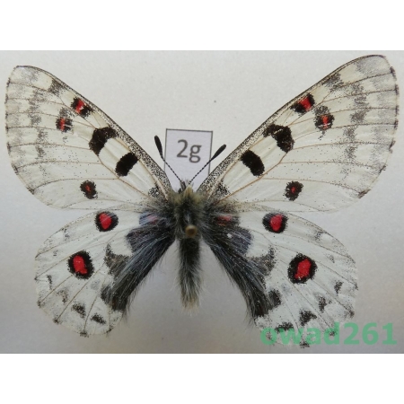 Parnassius epaphus subsp. beiki Bryk & Eisner, 1932 China2g